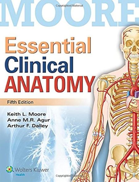 Moore Essential Clinical Anatomy 5th Edition