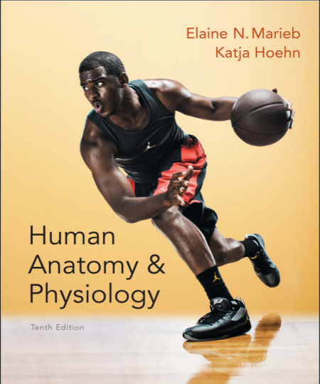 Human Anatomy & Physiology 10th Edition
